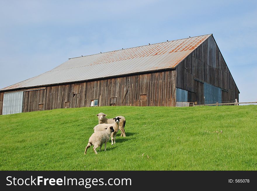 Sheep on a hillside by a barn. Sheep on a hillside by a barn