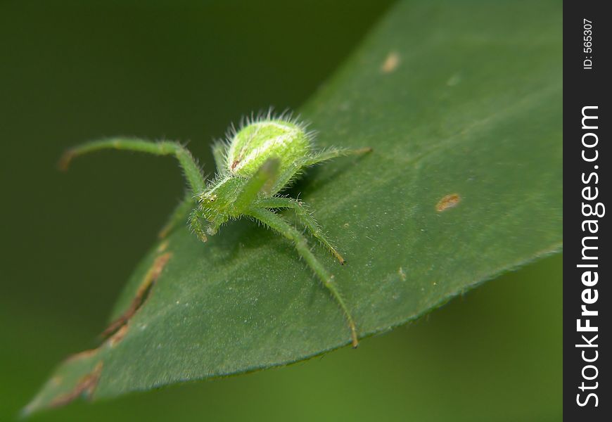 A spider of family Thomisidae - Heriaeus graminicola or Heraeus hirtus. Meets seldom. The photo is made in Moscow areas (Russia). Original date/time: 2004:07:12 14:40:31. A spider of family Thomisidae - Heriaeus graminicola or Heraeus hirtus. Meets seldom. The photo is made in Moscow areas (Russia). Original date/time: 2004:07:12 14:40:31