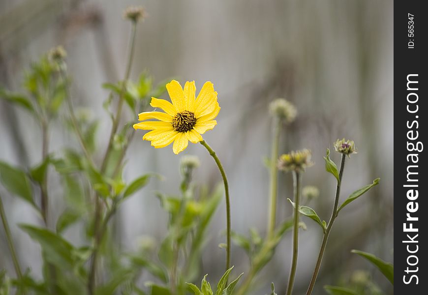 Closeup of yellow flower. Closeup of yellow flower