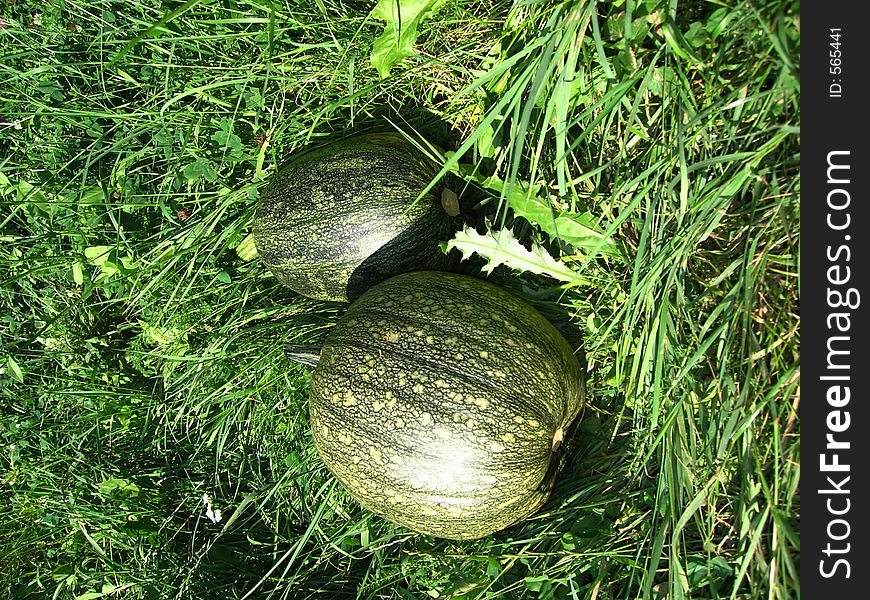 Two green pumpkins on the green gras