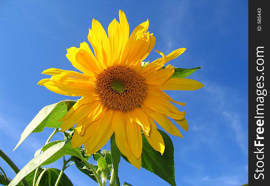 The sunflower against a blue sky