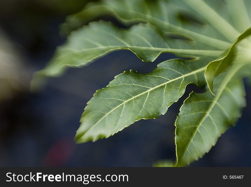 Abstract leaf - foliage Shallow depth of field