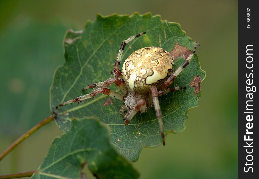 Spider Of Family Argiopidae.