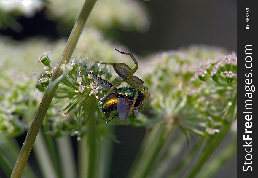 Spider of family Pisauridae with extraction.