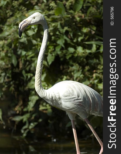 Flamingo close-up. Flamingo close-up