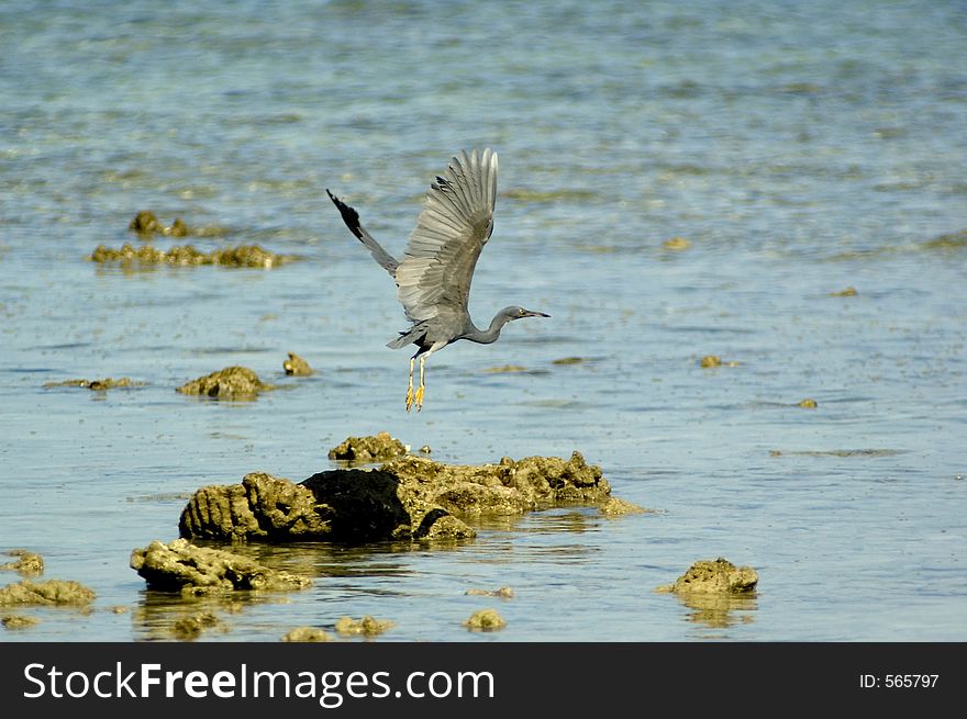 Gray heron. Gray heron