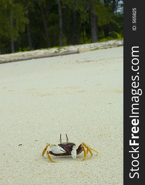 Crab on the beach. Crab on the beach