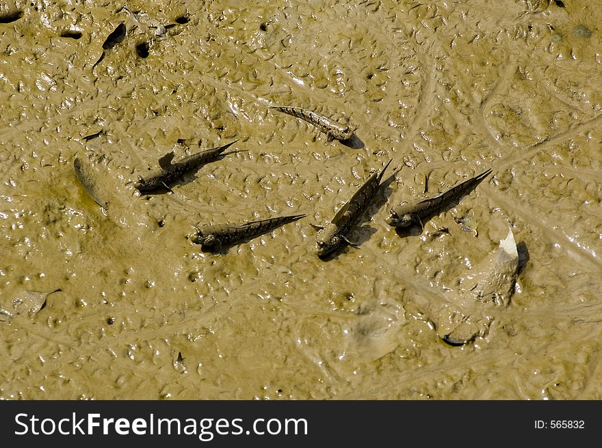 Amphibians on mud. Amphibians on mud