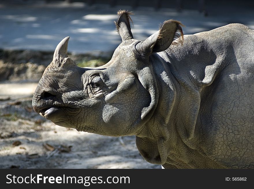 Rhinoceros close-up. Rhinoceros close-up