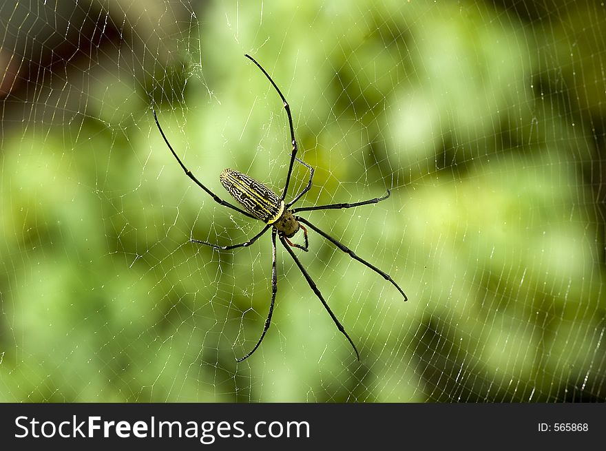 Spider on net. Spider on net