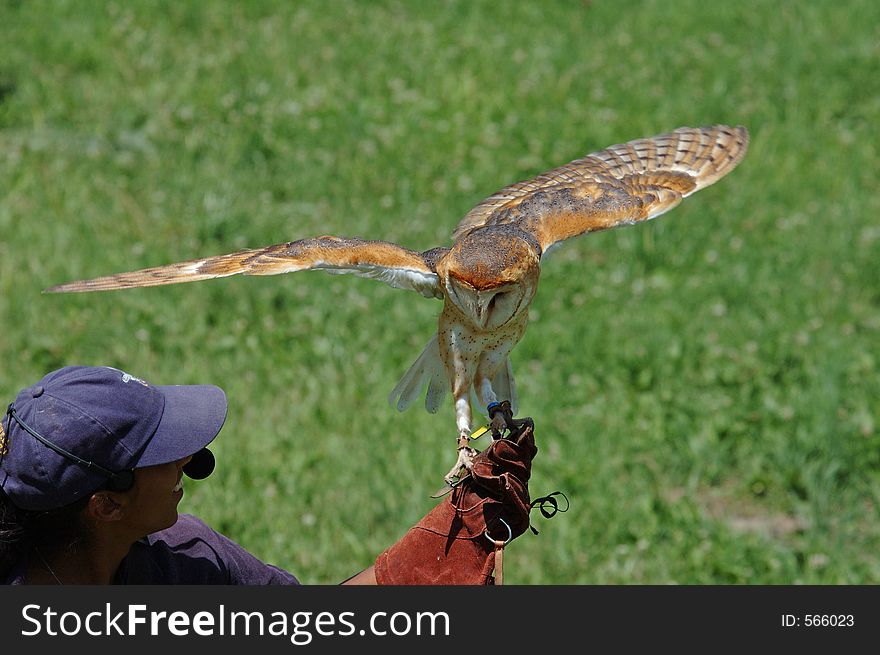 Bird show