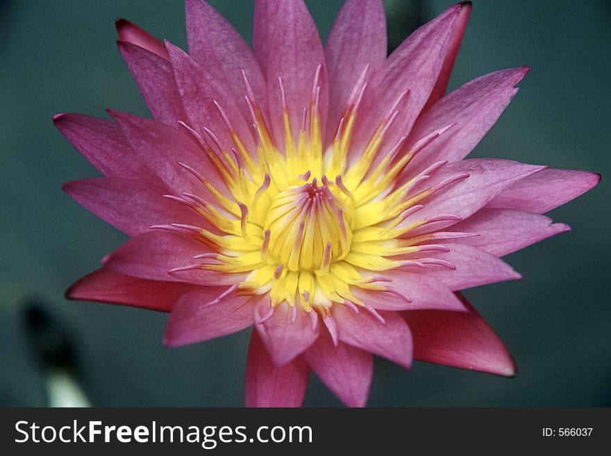 A purple water lily.