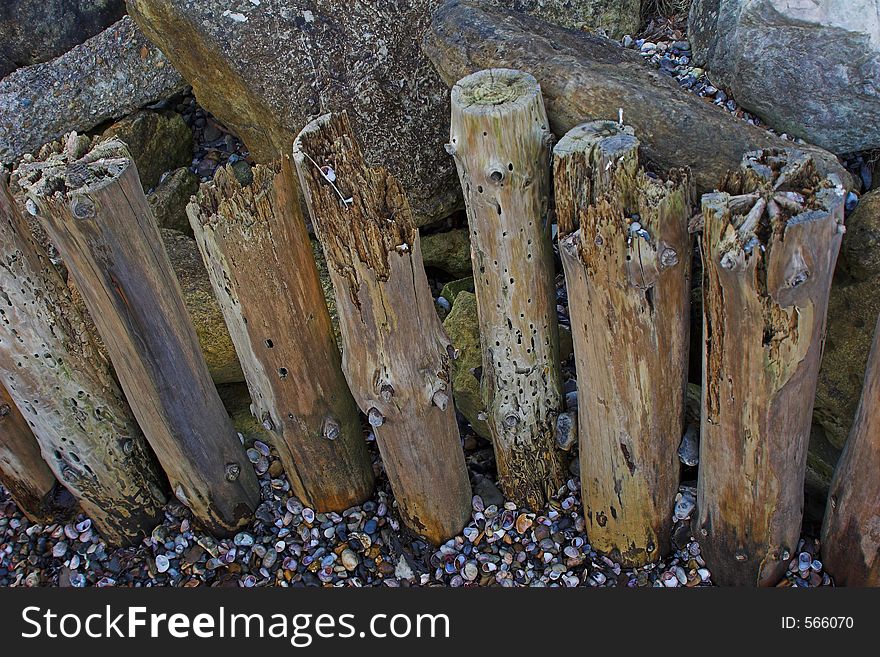Old seawashed wooden posts on shore