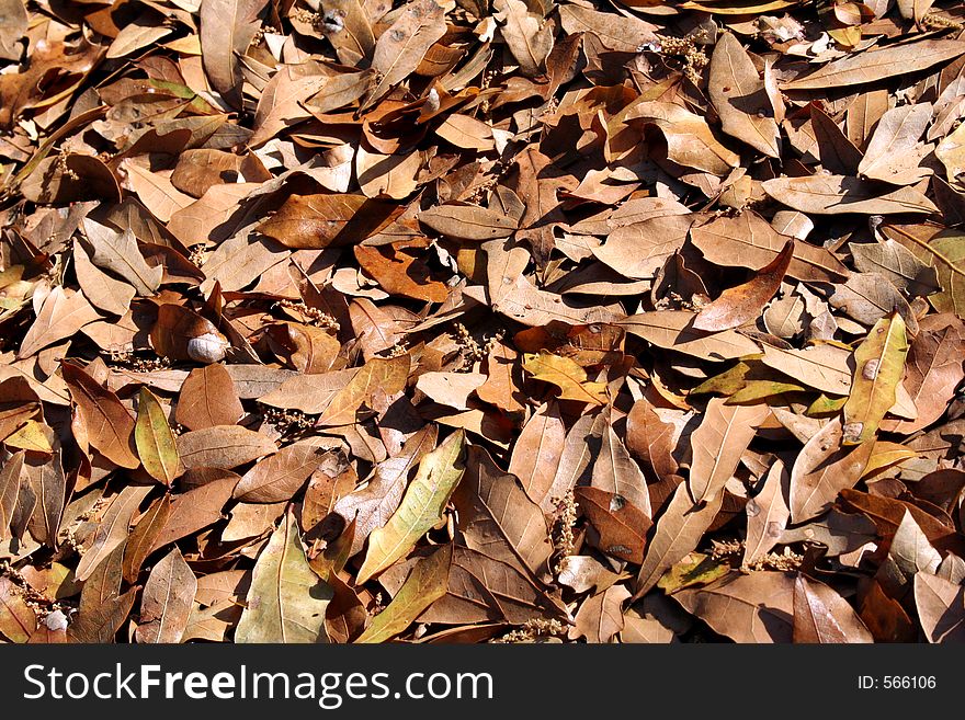 Brown Leaf Pile