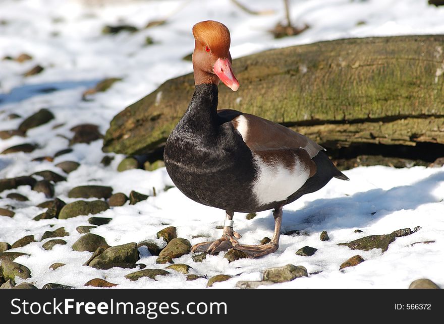 A red Crested Pochard