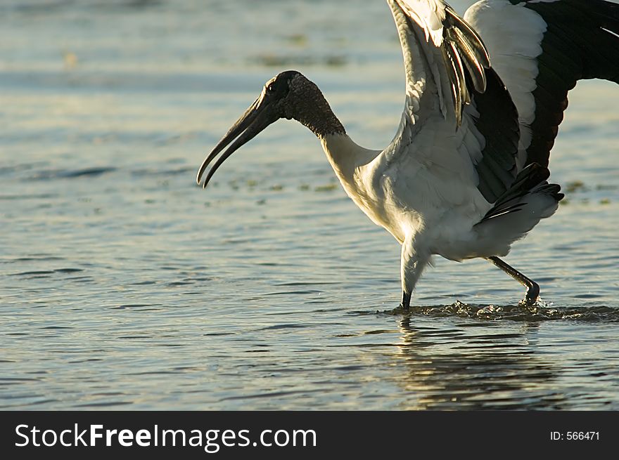 Walking Wood Stork