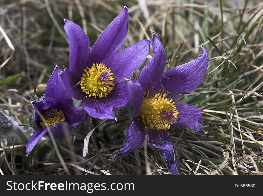 Pasque flowers (pulsatilla vulgaris), one of the first plants to bloom in spring, found on meadows in North America and Europe.