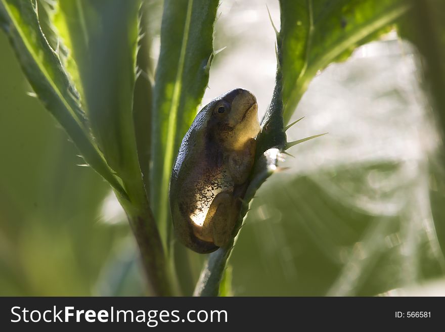 Young tree frog, sitting on a reed leave discovering his new world. The little frog is about 1,5 cm and a little transparent in the backlight.