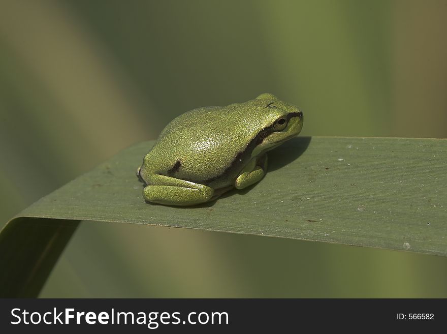 Young tree frog, sitting on a reed leave discovering his new world. The little frog is about 2 cm.