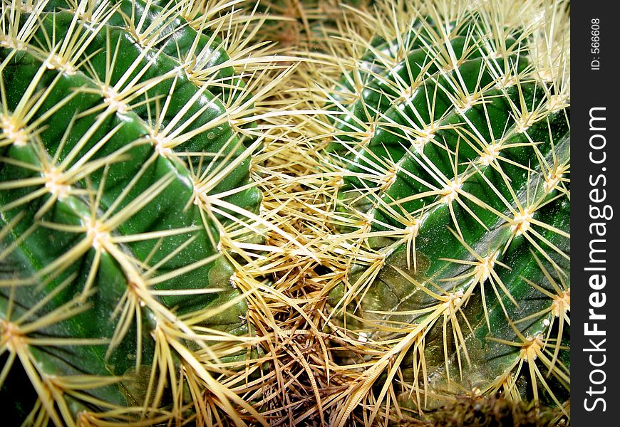 Twin cactus. Twin cactus
