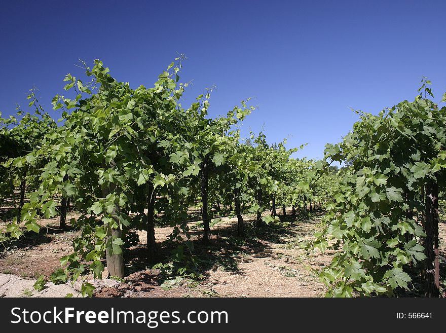 A selection of grape vines during mid-growth