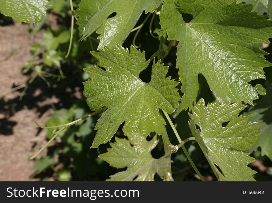 A closeup view of grape leaves. A closeup view of grape leaves.