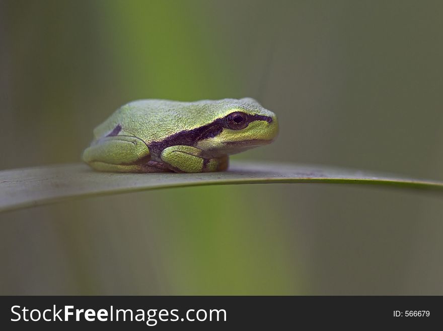 Young tree frog, sitting on a reed leave discovering his new world. The little frog is about 2 cm.