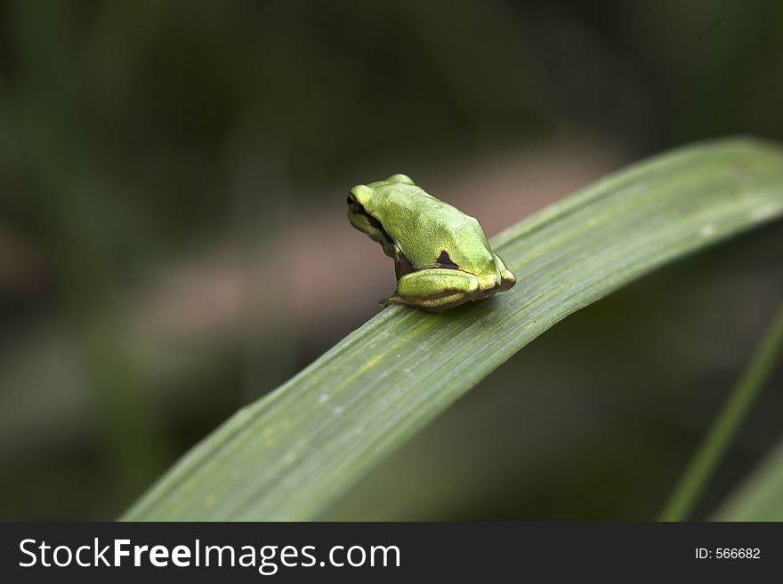 Young tree frog, sitting on a reed leave discovering his new world. The little frog is about 2 cm.