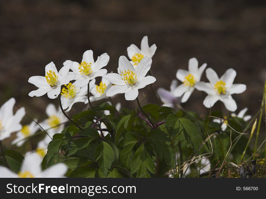 European thimbleweed (anemone nemorosa), growing in early spring, dying back to the rhizoms by mid-summer, when the leaves of the trees reduces sunlight. The rhizoms grows below the surface and produces large carpet areas in woodlands. The plant is poisonous to humans (protoanemonin) and is used in medicine.