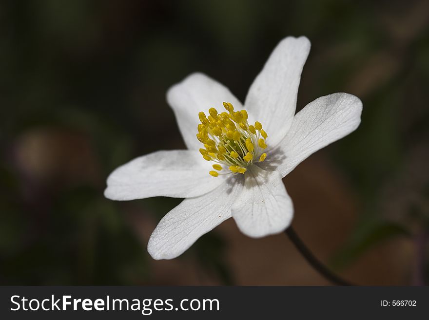 European thimbleweed (anemone nemorosa), growing in early spring, dying back to the rhizoms by mid-summer, when the leaves of the trees reduces sunlight. The rhizoms grows below the surface and produces large carpet areas in woodlands. The plant is poisonous to humans (protoanemonin) and is used in medicine.