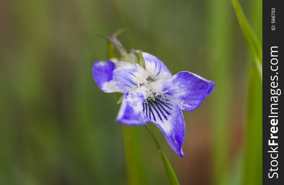 Violet (viola). Violets are a family of more than 400 species around the world in various shapes and colors. There are many hybrids, cause of their growing at the same place and time.