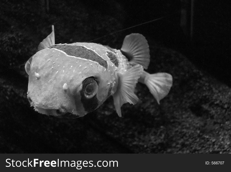 Fish in black&white. Fish in black&white