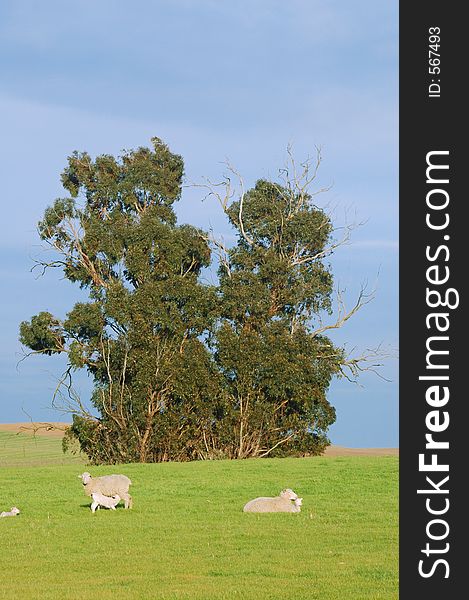 Sheep on a hillside