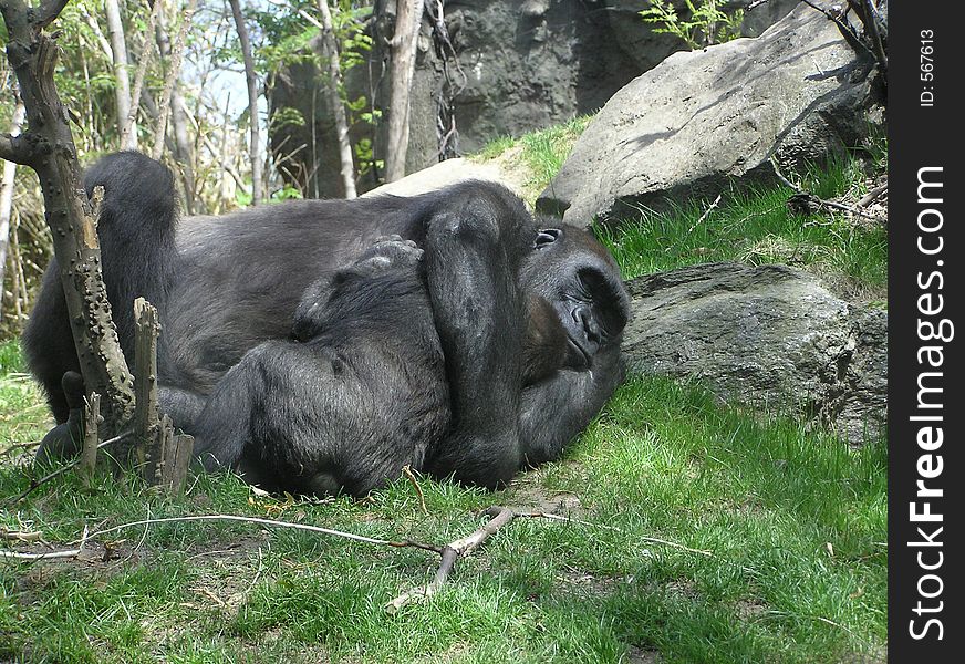 Mother and baby gorilla embrace in the Bronx Zoo, New York City. Mother and baby gorilla embrace in the Bronx Zoo, New York City