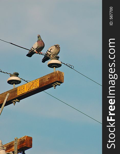 Some pigeons on a high voltage wire