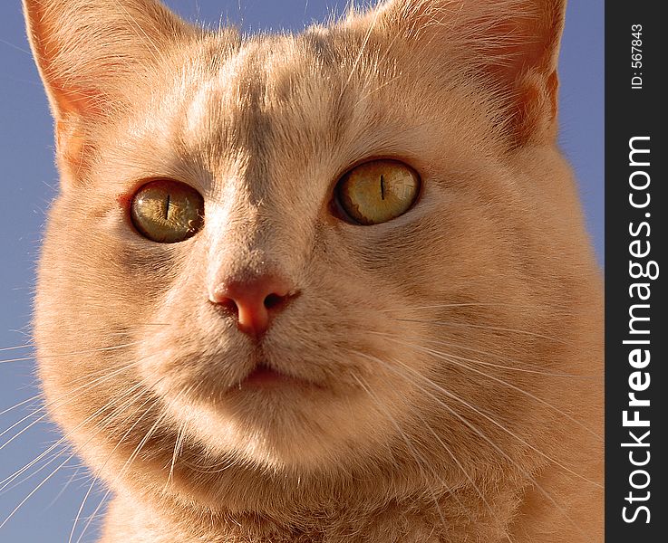 This Simon the cat who lives far from the big city, in a house in the beautiful Virginia Countryside. This Simon the cat who lives far from the big city, in a house in the beautiful Virginia Countryside.