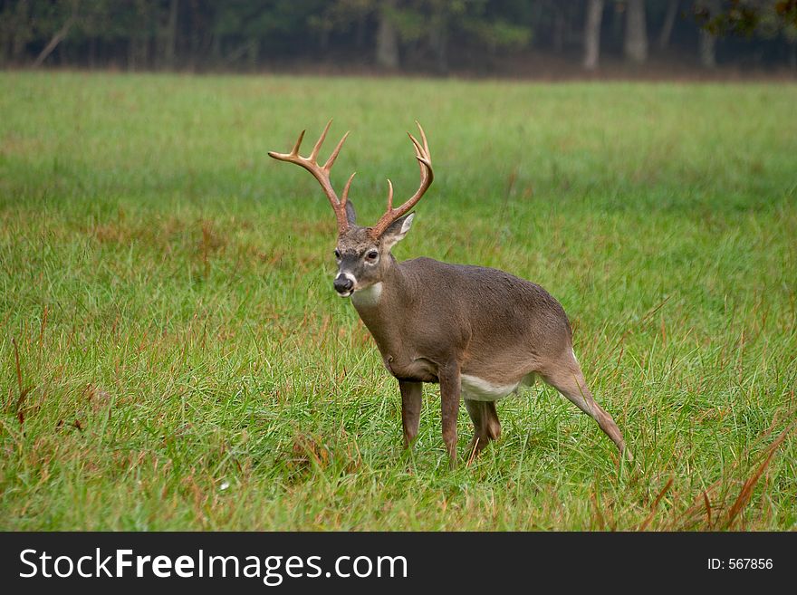 A whitetale buck in the Smoky Mountains. A whitetale buck in the Smoky Mountains