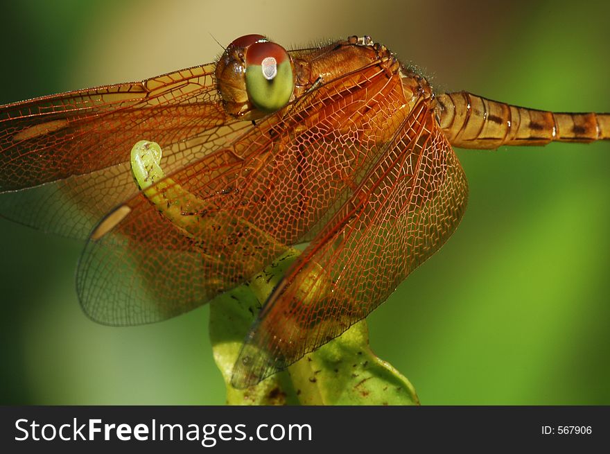 Golden dragonfly resting on a leaf