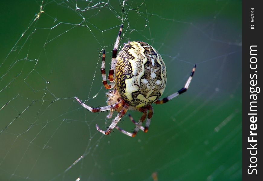 Spider Of Family Argiopidae.