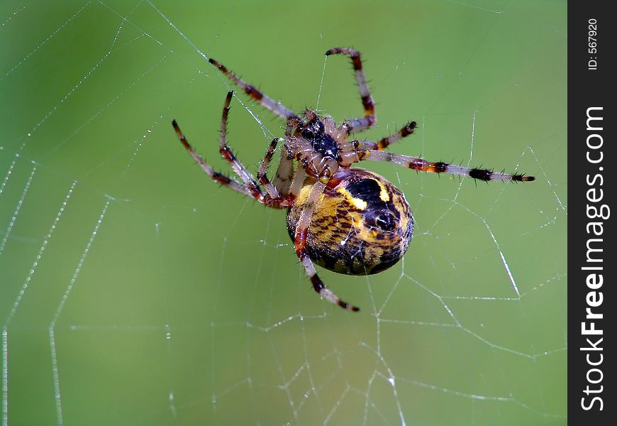 ÐŸÐ°ÑƒÐº ÑÐµÐ¼ÐµÐ¹ÑÑ‚Ð²Ð°  Argiopidae.