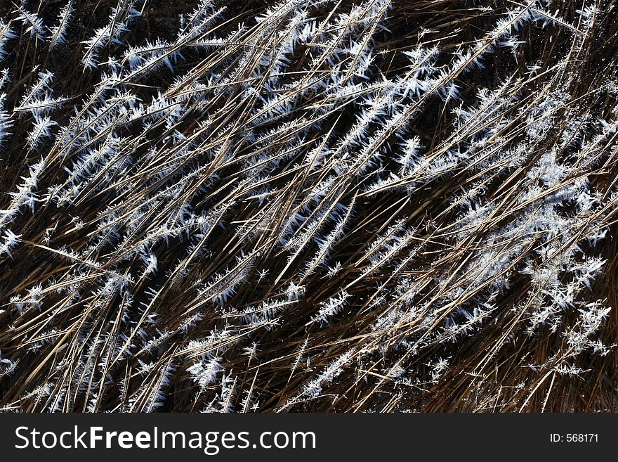 Frosty Spikes On Grass