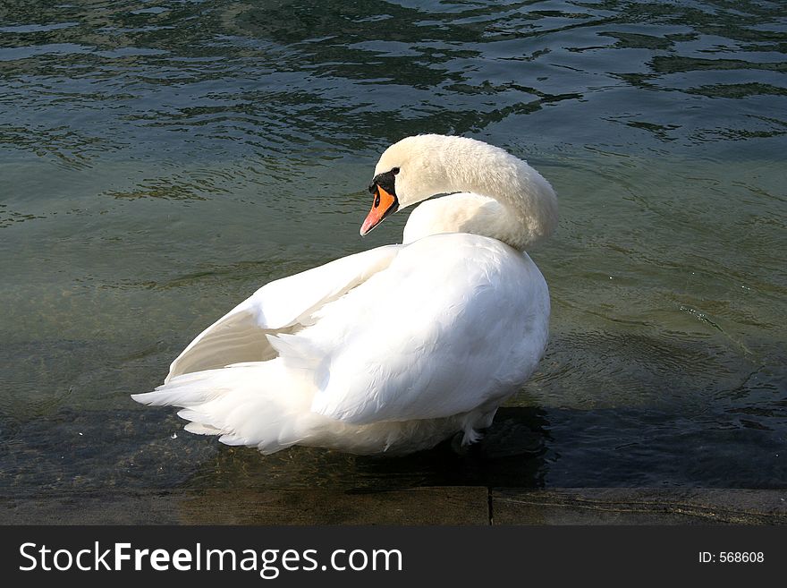 Digital photo of a swan taken at the lake vierwaldstaettersee in Lucerne, switzerland.