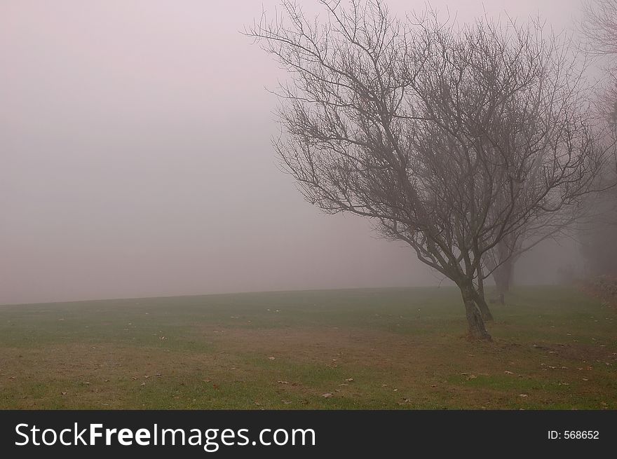 Orchard trees and grass in fog. Orchard trees and grass in fog