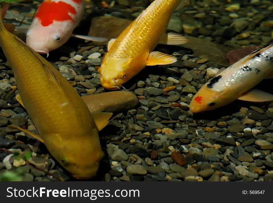 Group of fish all meeting together or three fish being blocked by one big fish. Group of fish all meeting together or three fish being blocked by one big fish