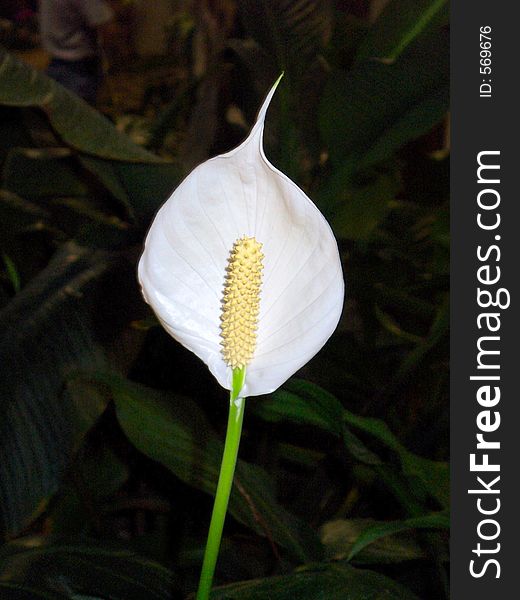 Single white flower on dark background