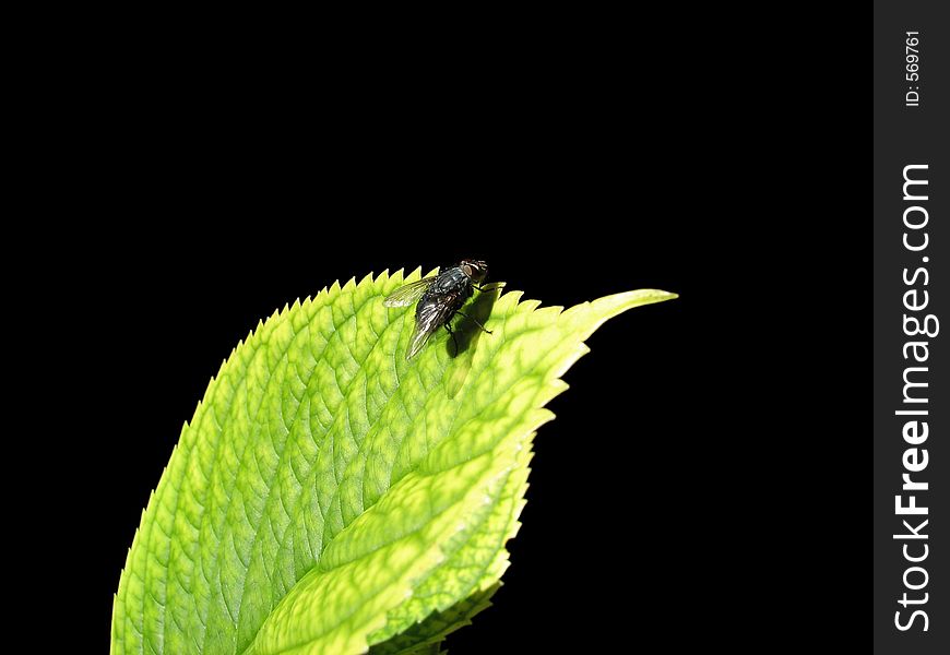 Fly is resting on leaf, isolated on black background. Fly is resting on leaf, isolated on black background