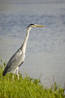 Grey Heron Stock Photography