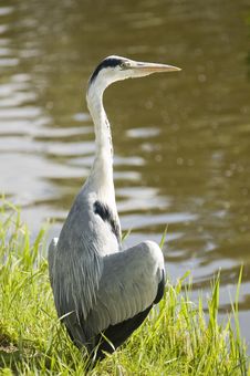 Grey Heron Royalty Free Stock Photos