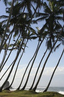 Tropical Shore Royalty Free Stock Photography Tropical Shore Royalty Free Stock Photography