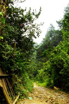 Tropical Rainforest Pathway Royalty Free Stock Photography